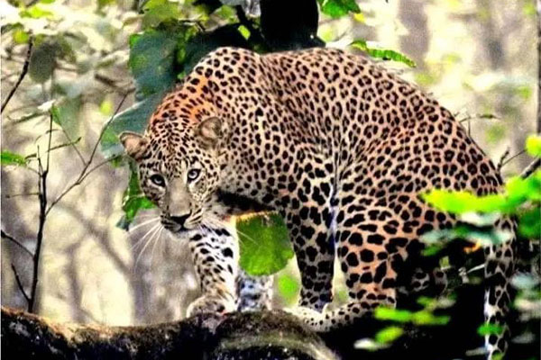 Wild Safari Nepal
