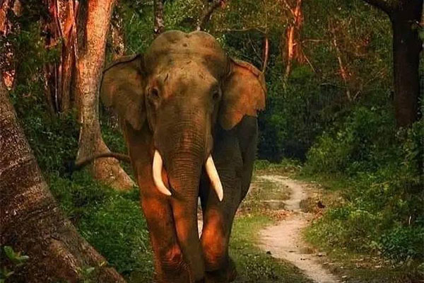 Wildlife Safari